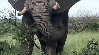 Africa