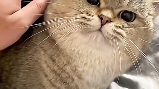 funny cats videos