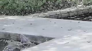 fights between cats