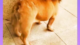 shortFunny video