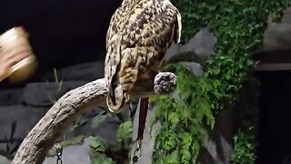 Owl Turning its head 270 degrees