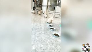 Cats Gone Wild Funny Feline Fails You Cant Miss!