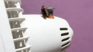 When the cockroach thinks the fan is its personal playground