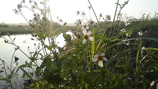 Sound of country