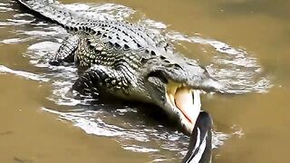 Crocodile vs Eĺectric Eel