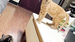 Cats vs Cats