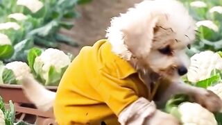 AI Puppy  The Future of Cute  Smart Pets!