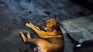 This dog is a music lover