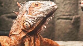 Chameleons