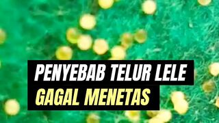 Jika syaratnya belum TERPENUHI jangan terlalu memaksakan diri