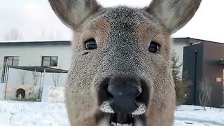 Vidéo animal