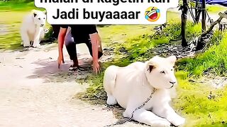 It turns out lions can be surprised too