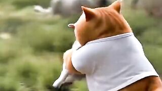 Funny cat