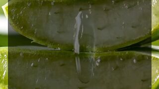 Aloe vera gel for hair I Tried It Every Day for 30 Days  Heres the Truth