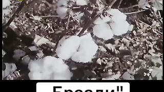 ПАМУК - ПРЕДАВАНЕ БРАЗДИ