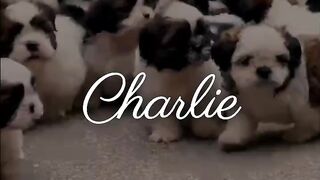 Charlie