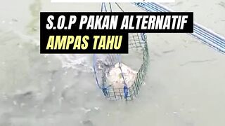 Penggunaan pakan alternatif AMPAS TAHU
