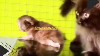 Kakak Kucing Gemesin Banget ke Adiknya yang Masih Kecil!