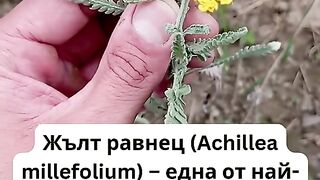 ЖЪЛТ РАВНЕЦ