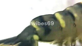 Digital Tweezers Capture Ocean Secrets