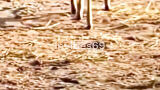 Lions Heroic Act Saves Deer