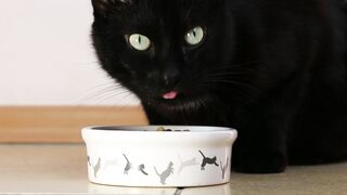 A black cat