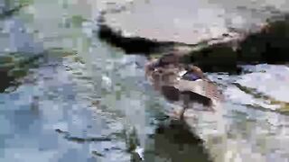 Canard