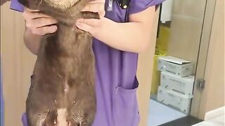 Funny Otter