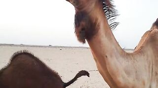 Camel Chewing Like a Boss
