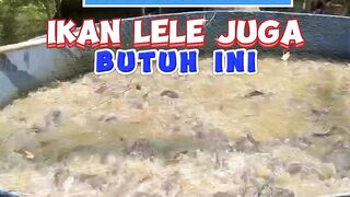 Bukan hanya pakan pelet, ikan lele juga butuh ini