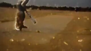 cricket