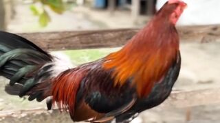 DAFTAR BOSPLAY AGEN SABUNG AYAM ONLINE RESMI AMAN DAN TERPERCAYA