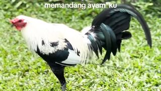 DAFTAR BOSPLAY AGEN SABUNG AYAM ONLINE RESMI AMAN DAN TERPERCAYA
