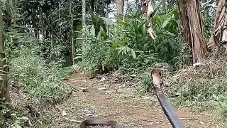 King Cobra