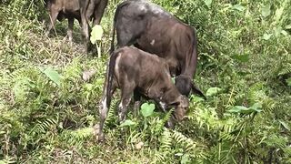 A herd of cows is eating grass