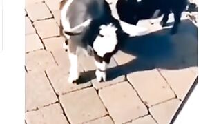 Funny video
