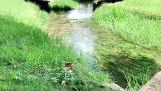 Relaxing Sound of Forest Birds, Nature Sounds for Sleep - Birds Chirping to Study - Calm Birdsong