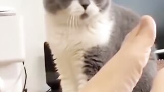 Funniest animals video