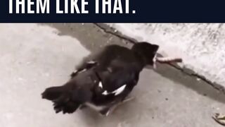 Young bird funny video