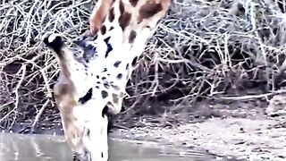 Giraffes