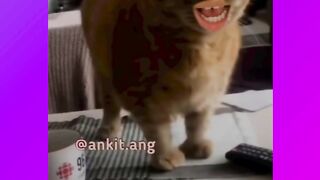 Funny video