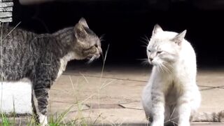 Cat vs Cat fighting