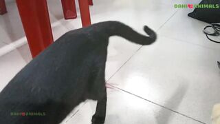 Black cats funny
