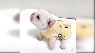 Baby Dogs - Cute and Funny Dog Videos Compilation