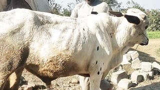 بیل ریڑھی کے آگے نہیں جڑ رھا part 3