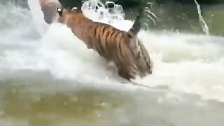 Playing with tigers