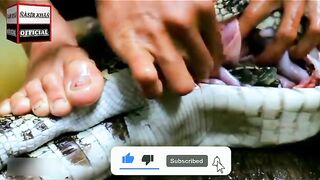 8 Unusual Things Found Inside Animals | جانوروں کے جسم سے ملنے والی عجیب چیزیں | Nasir Khan