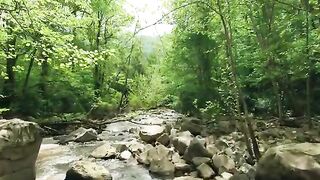 Nature lake trees video