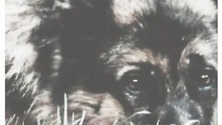 Cute dog