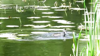 Coot bird swimming video